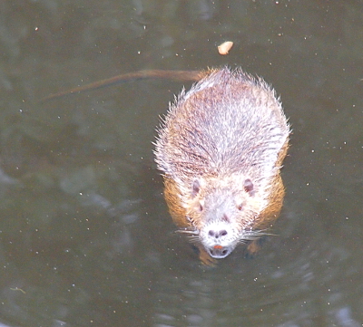 [The nutria swims toward the camera with its tail drifting to the left. Its spiky fur and whiskers are clearly visible.]